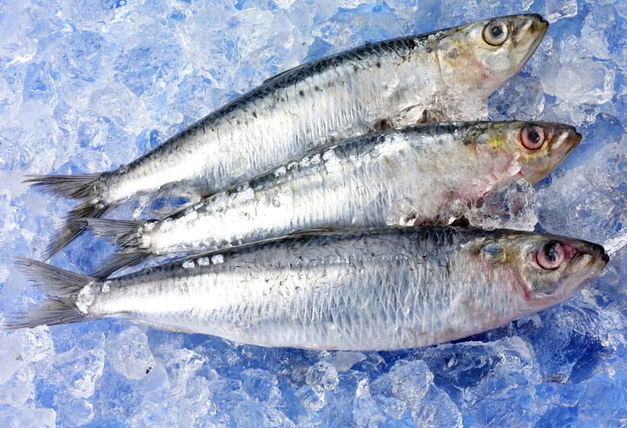 pescados-congelados-frescos-en-vigo